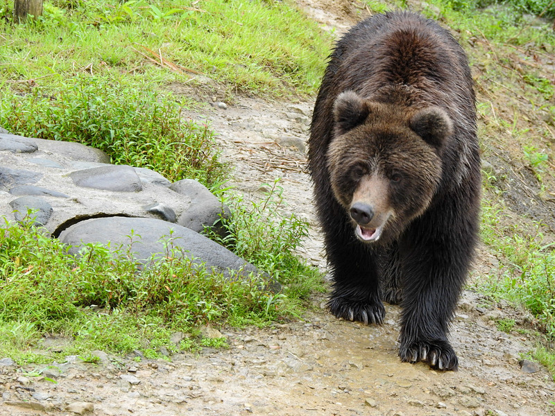 阿仁熊牧場くまくま園 孤独と孤高の狭間 其処に羆