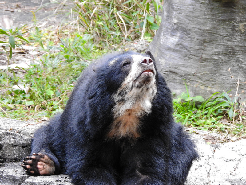 メガネグマ 孤独と孤高の狭間 其処に羆