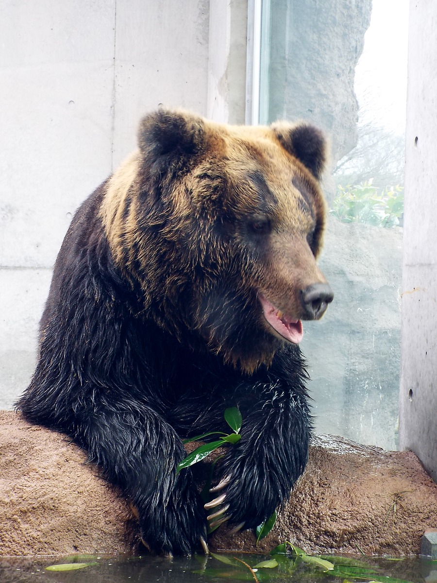 東武動物公園 孤独と孤高の狭間 其処に羆 東武動物公園 孤独と孤高の狭間 其処に羆