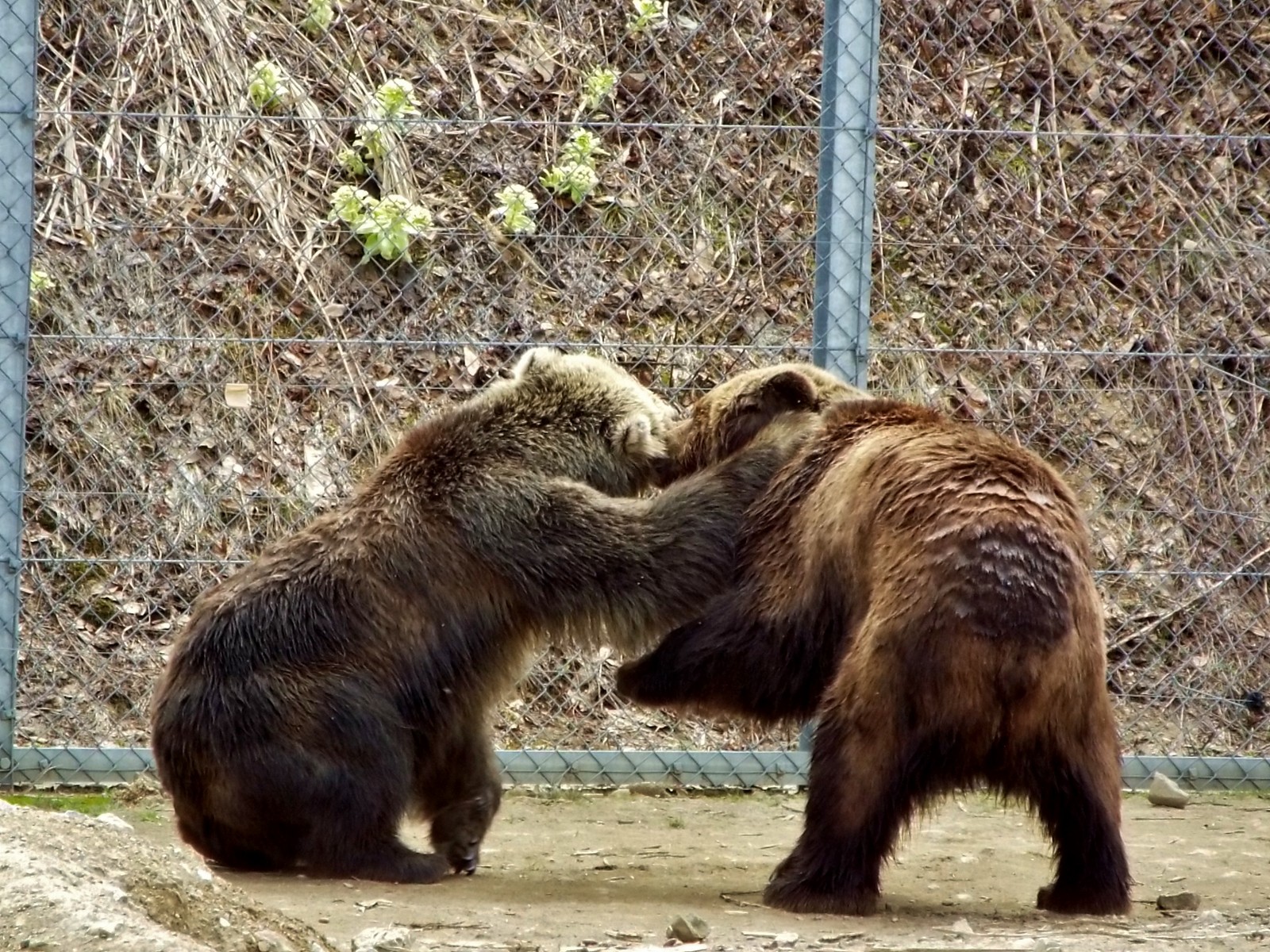 ヒグマ メスたちの日常 18春くまくま園 孤独と孤高の狭間 其処に羆