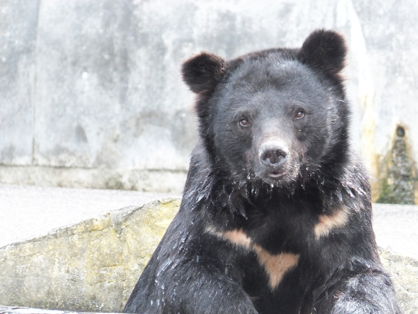 くまくまつきのわ 可愛い野郎たち : 孤独と孤高の狭間 其処に羆