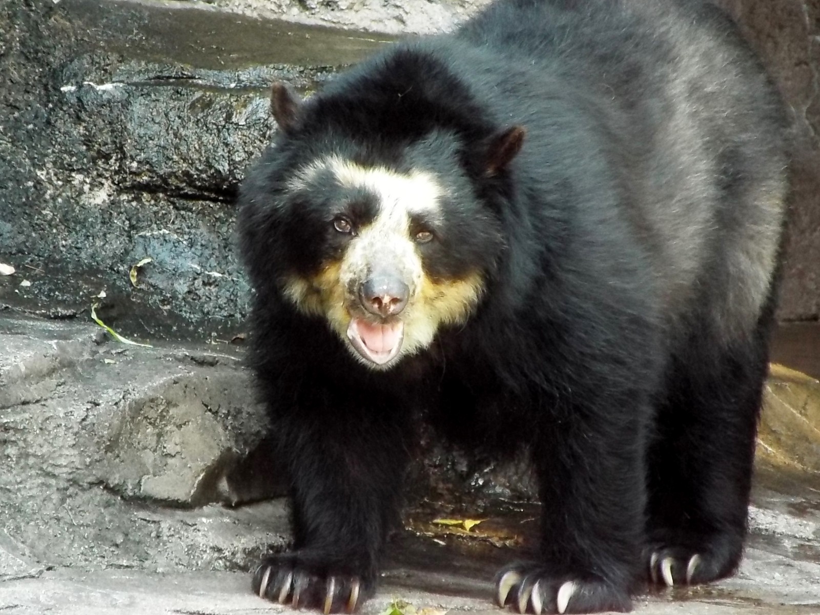 吠えないふたり 天王寺 メガネ 孤独と孤高の狭間 其処に羆