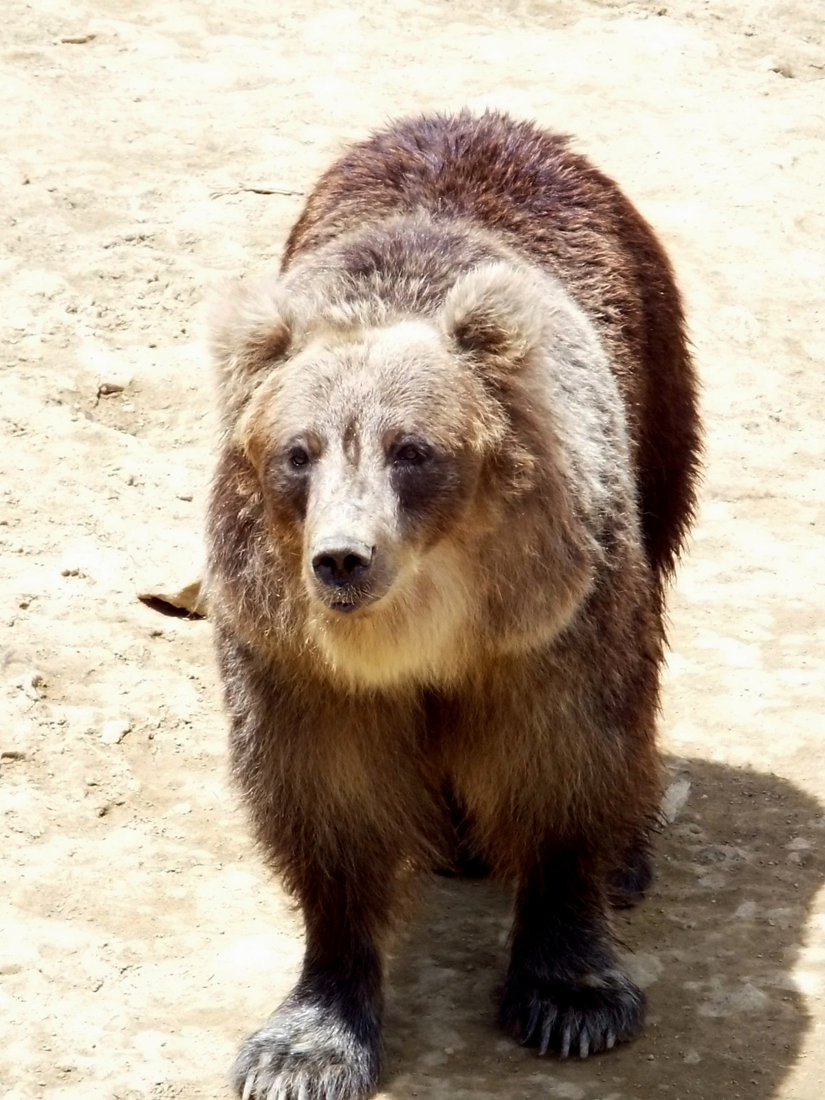 可愛いケンコ 16 夏 阿仁くまくま 孤独と孤高の狭間 其処に羆