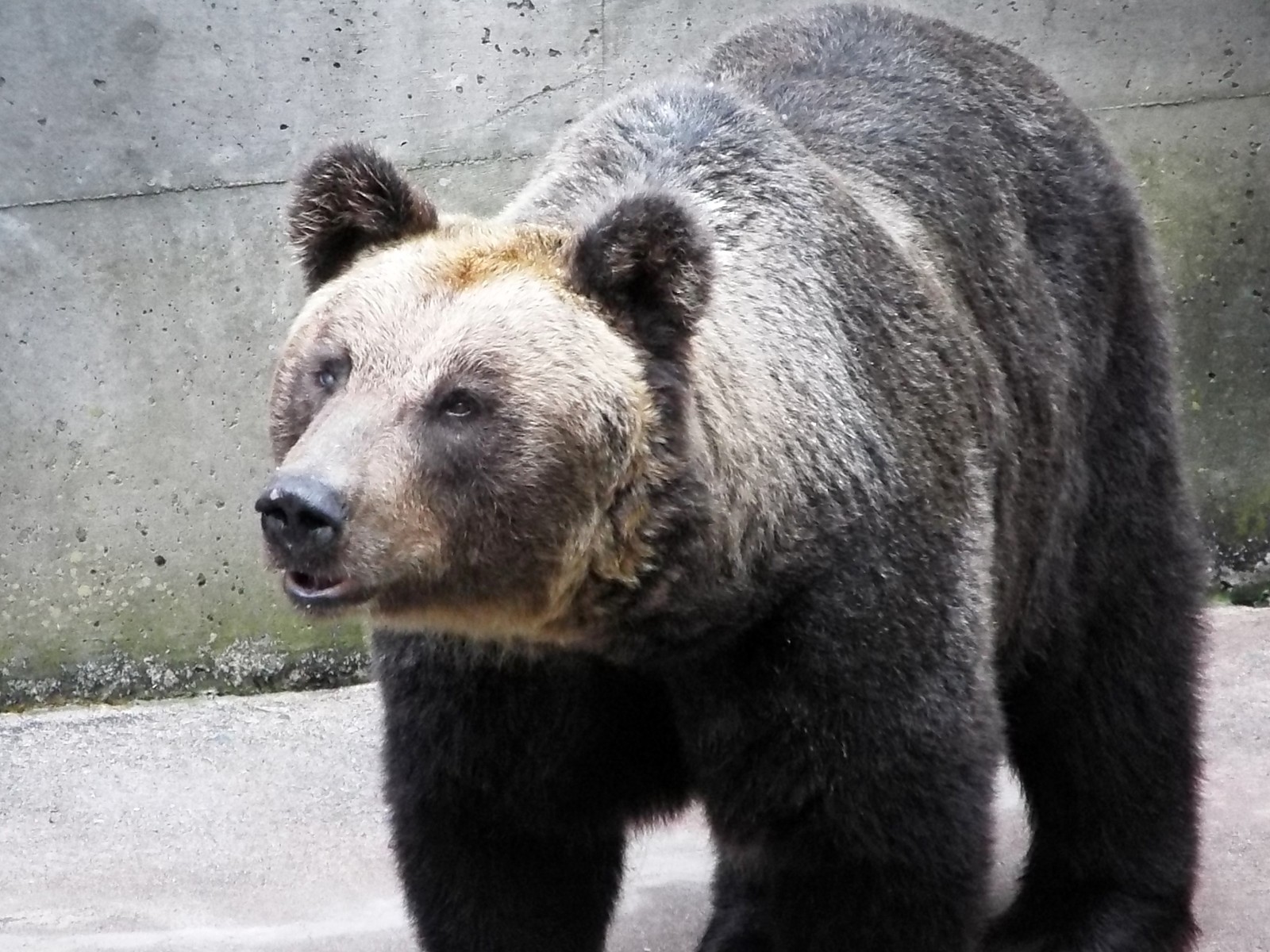 芦野公園のヒグマたち （1） : 孤独と孤高の狭間 其処に羆