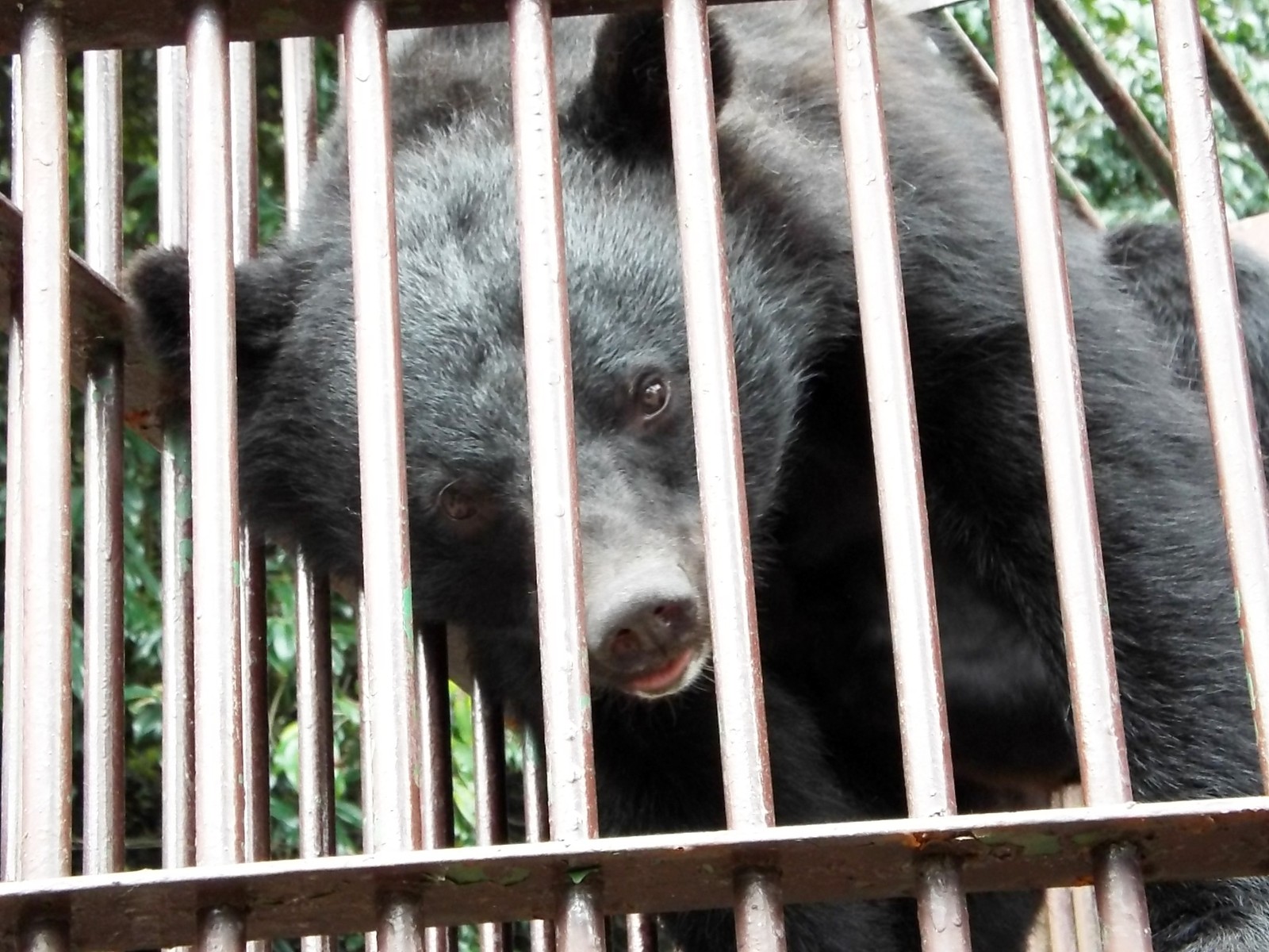 ゴンザブロウは本当はどういうお顔なのか 孤独と孤高の狭間 其処に羆 ゴンザブロウは本当はどういうお顔なのか 孤独と孤高の狭間 其処に羆