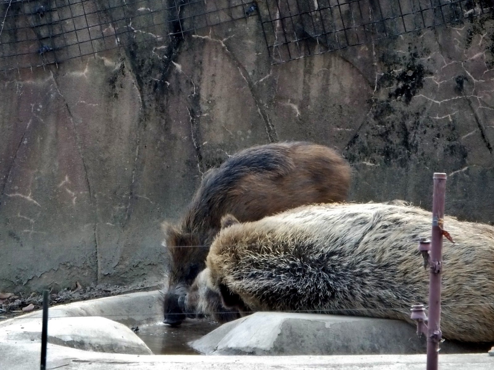 大きくて 優しい 義兄 ～八木山・ニホンイノシシ～ : 孤独と孤高の狭間
