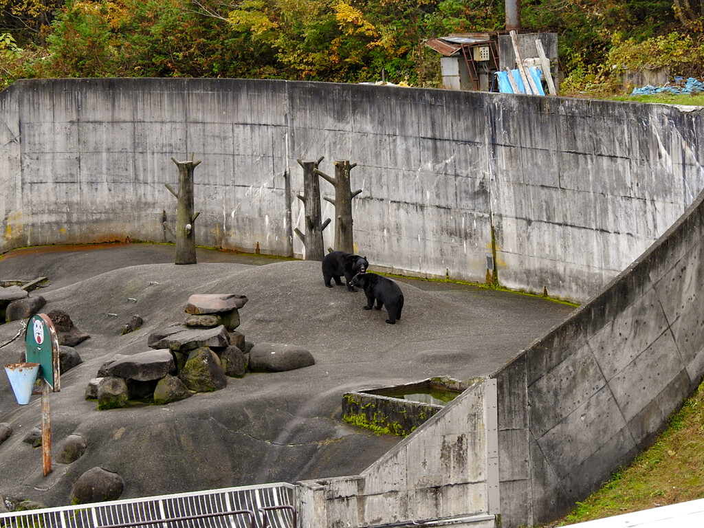 若熊たち オスのツキノワ ～2023年秋 くまくま園～ : 孤独と孤高の狭間