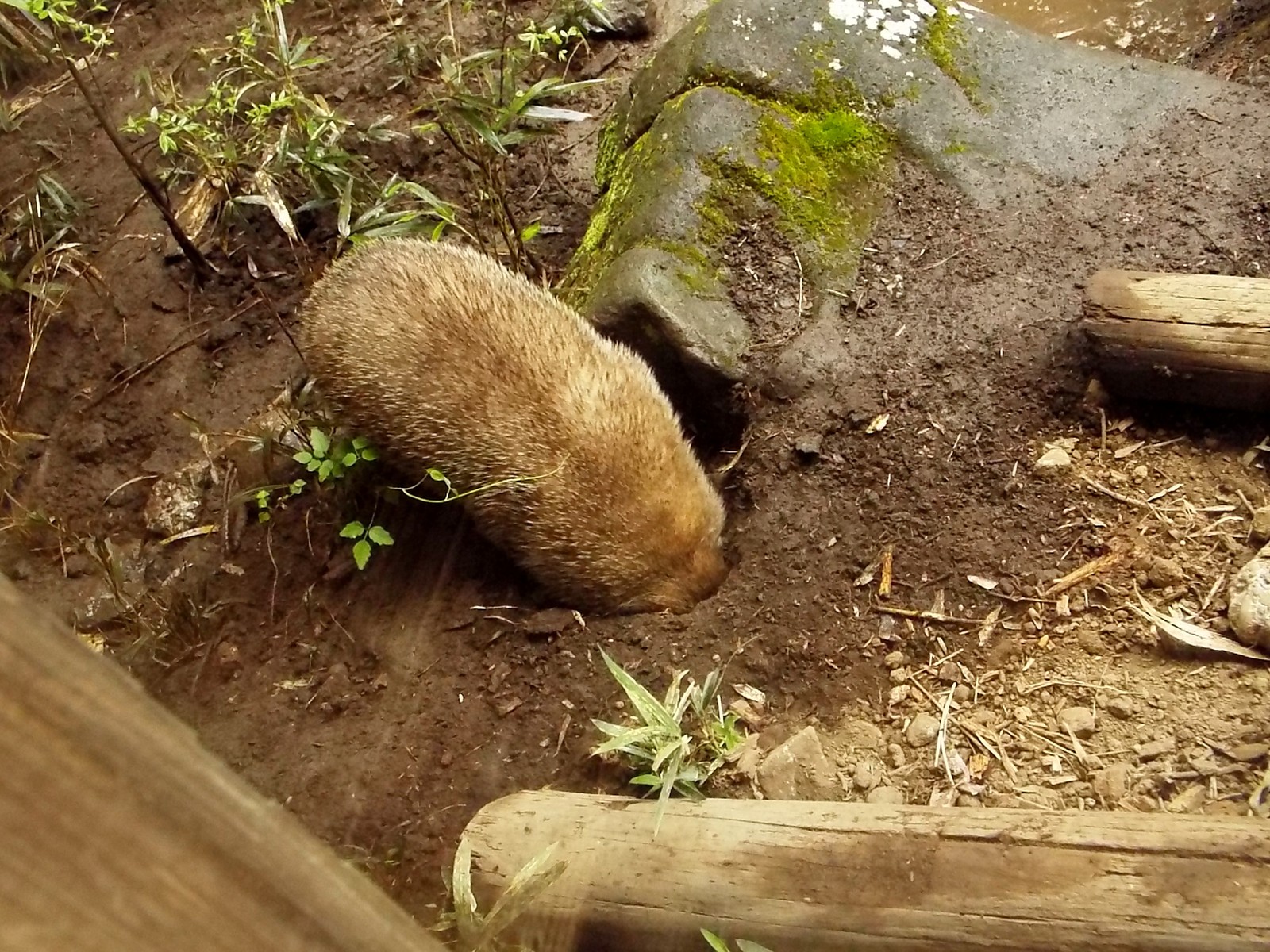 穴掘りと言えばアナグマでしょう 孤独と孤高の狭間 其処に羆