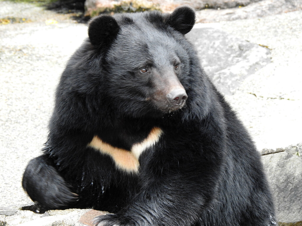 ツキノワ成獣たち ～2023年春 くまくま園～ : 孤独と孤高の狭間 其処に羆