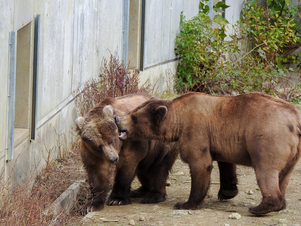 くまくま 日産オンラインショップ：ベアマスコットフレグランスカバー