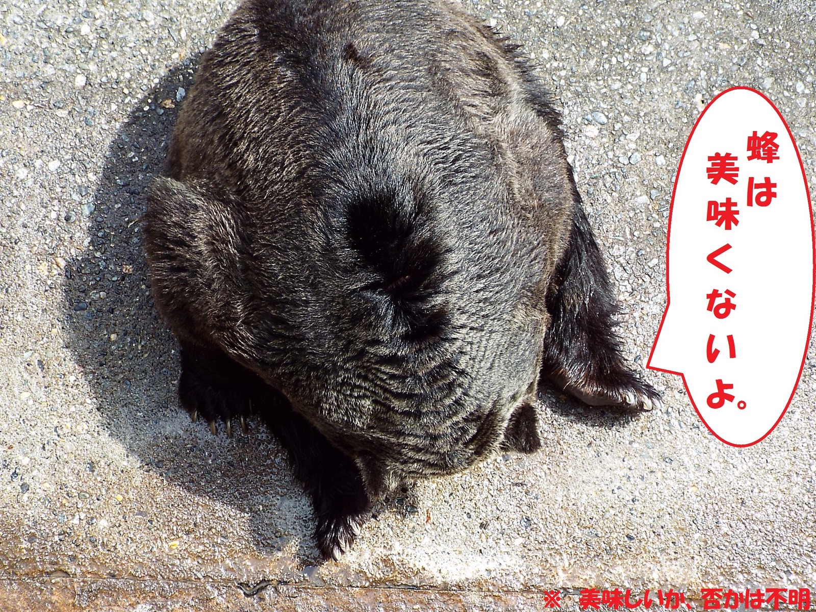 16年05月31日 孤独と孤高の狭間 其処に羆