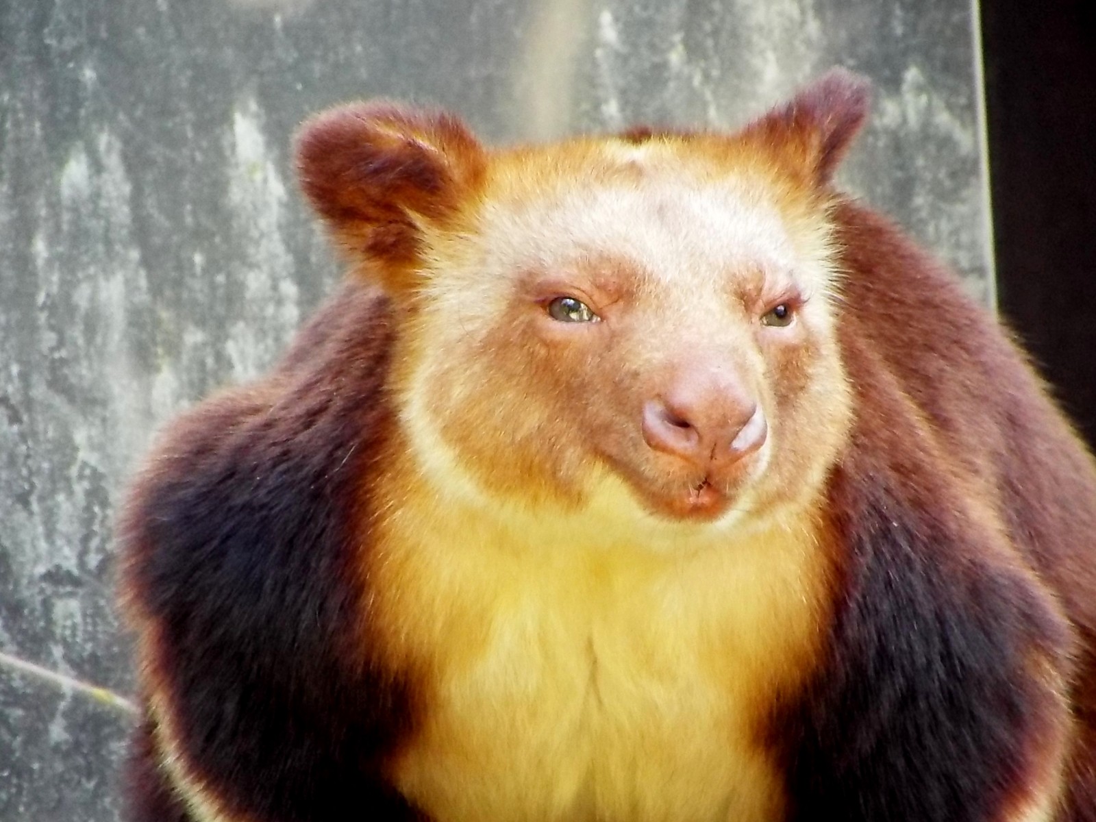 可愛いが止まらない セスジキノボリカンガル 孤独と孤高の狭間 其処に羆 可愛いが止まらない セスジキノボリカンガル 孤独と孤高の狭間 其処に羆
