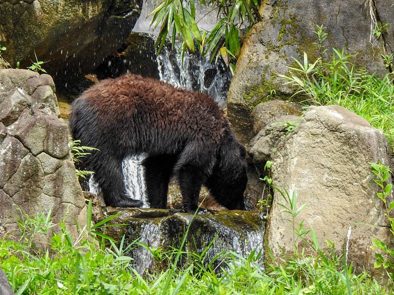 ニホンツキノワグマ 孤独と孤高の狭間 其処に羆