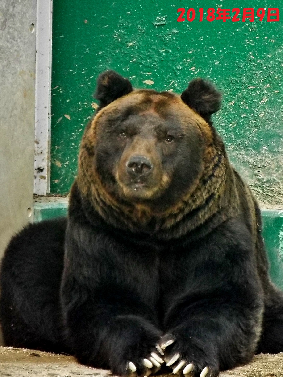 イナオの訃報 孤独と孤高の狭間 其処に羆 イナオの訃報 孤独と孤高の狭間 其処に羆