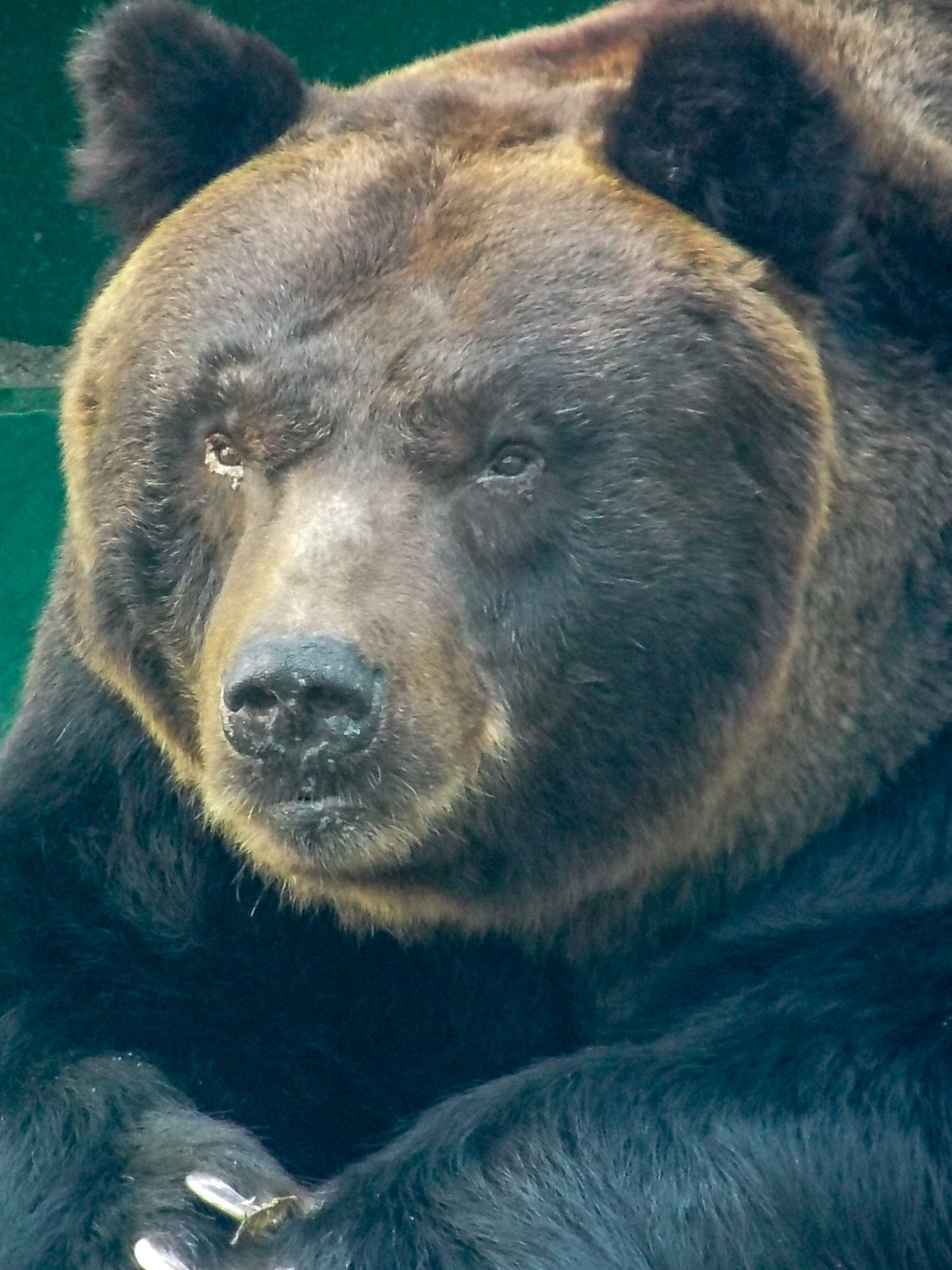 活性化 クリエイティブ 図 かっこいい ヒグマ 安息 死にかけている 野心