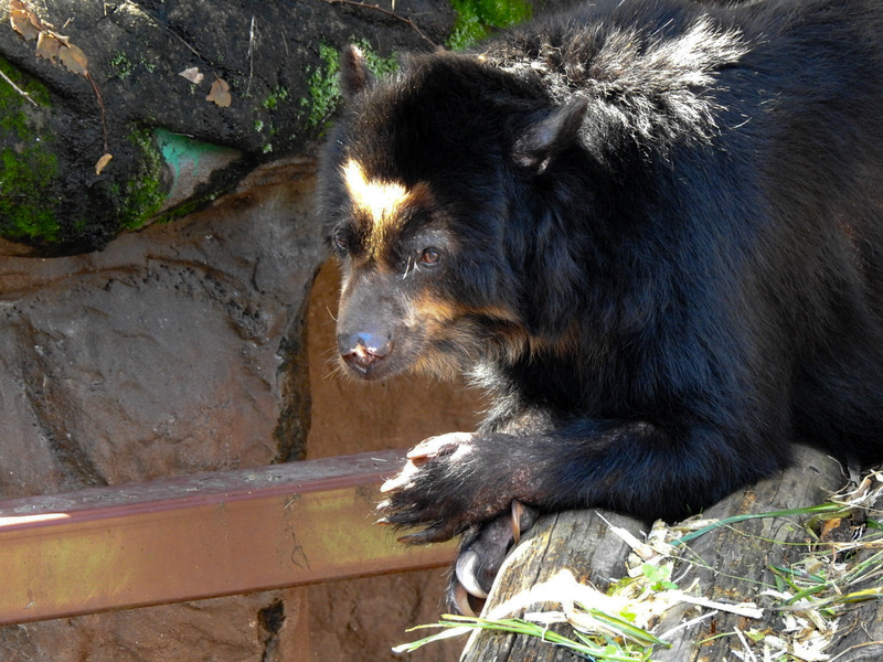 メガネグマ 孤独と孤高の狭間 其処に羆