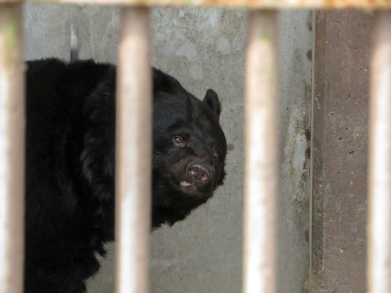 16-200224kuro