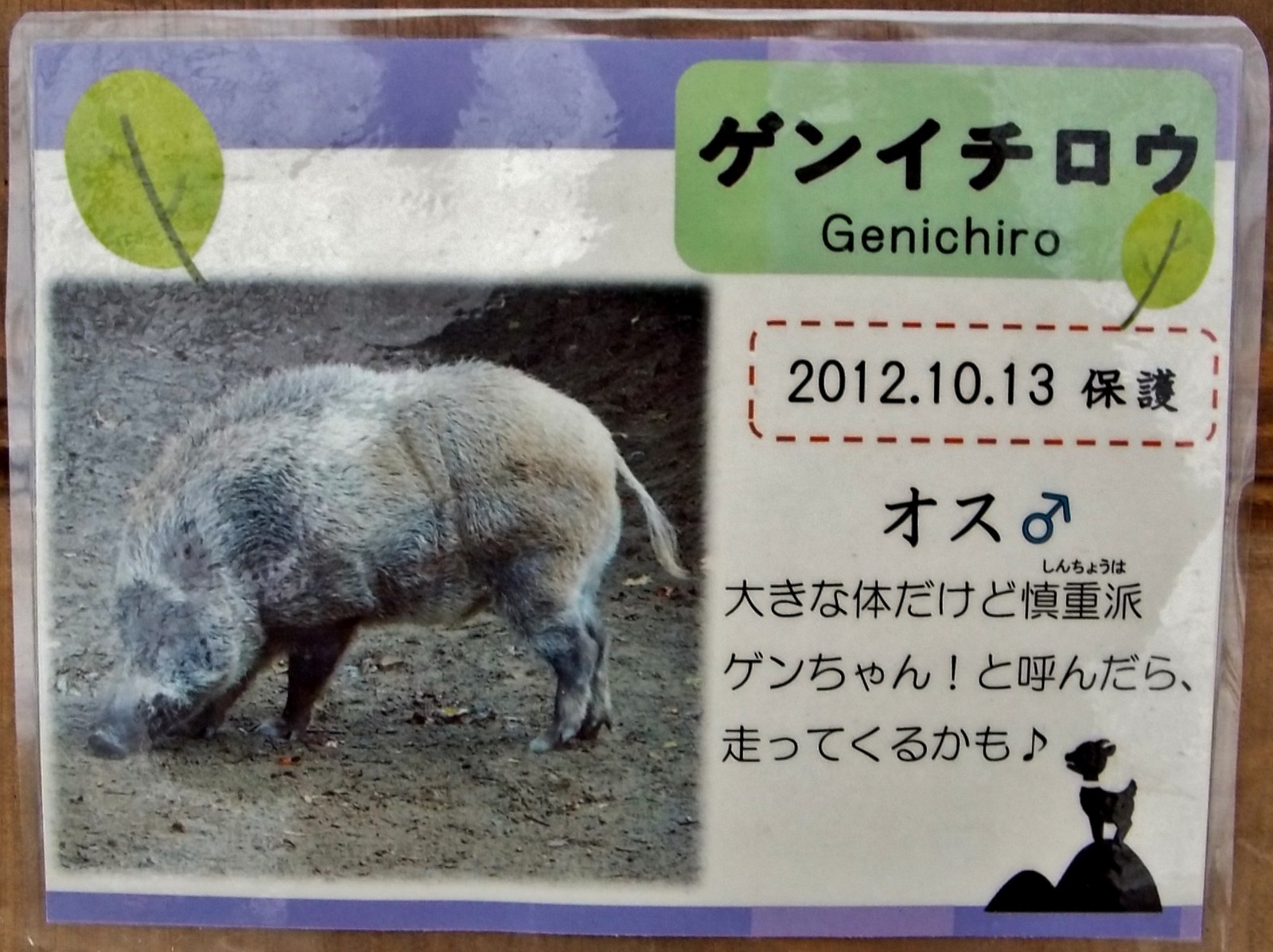 大きくて 優しい 義兄 八木山 ニホンイノシシ 孤独と孤高の狭間 其処に羆 大きくて 優しい 義兄 八木山 ニホンイノシシ 孤独と孤高の狭間 其処に羆
