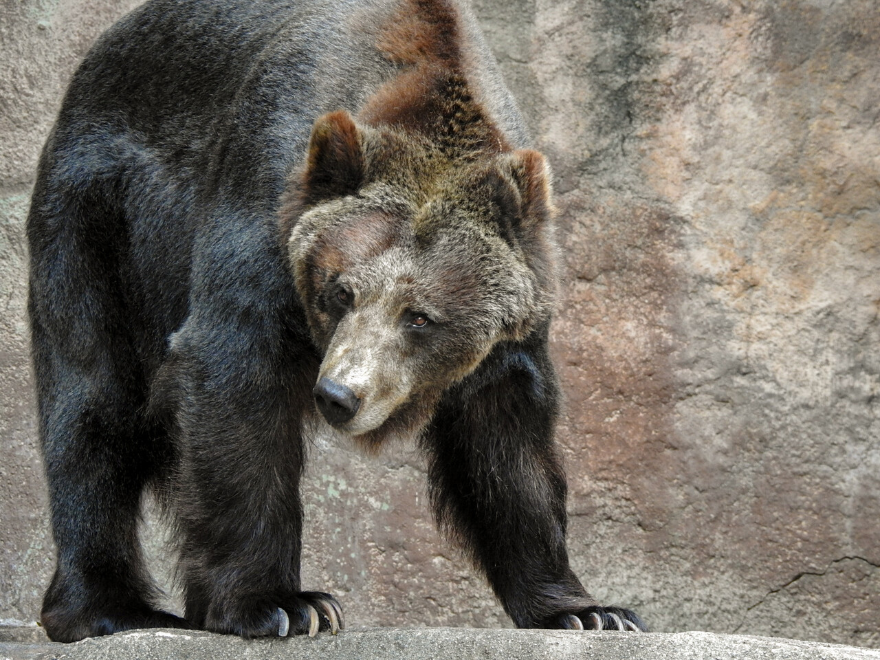 最後の写真館 ゴローの訃報 浜松 その3 孤独と孤高の狭間 其処に羆