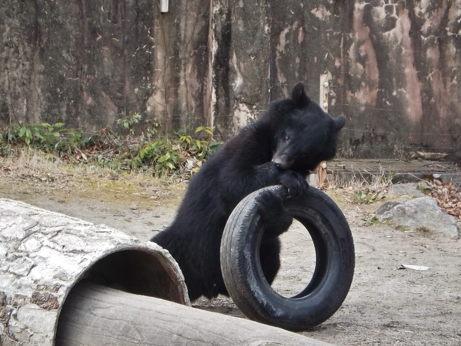 月の輪熊 こぐま通信～from BearRanch～:月ノ輪が無いツキノワグマ！！