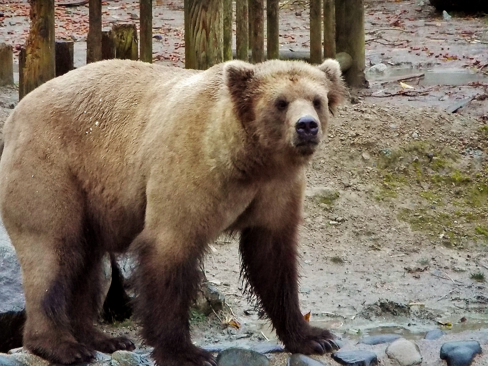 冬眠カウントダウン メスのヒグマたち 阿仁くまくま 17秋 孤独と孤高の狭間 其処に羆