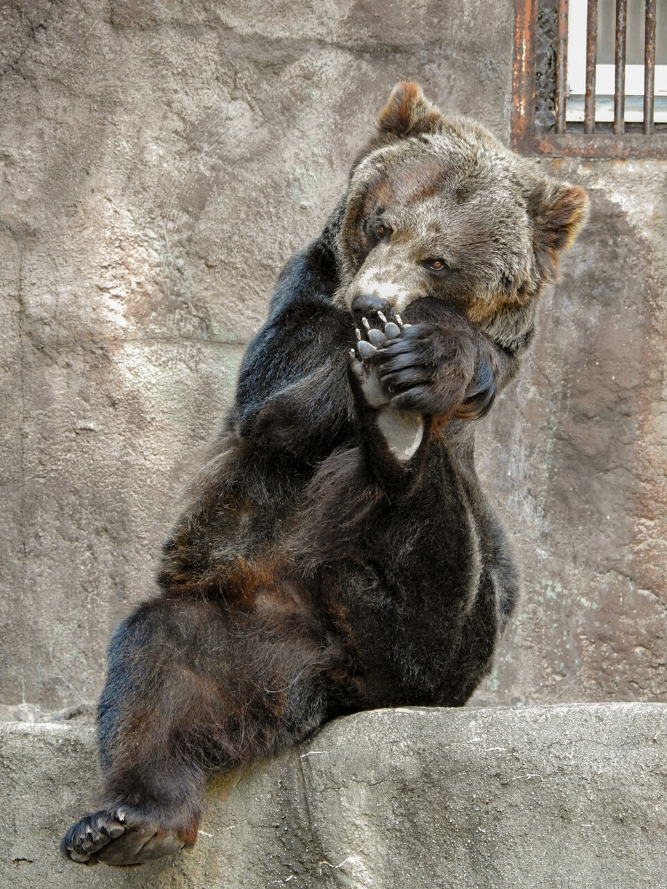 最後の写真館 ゴローの訃報 浜松 その3 孤独と孤高の狭間 其処に羆