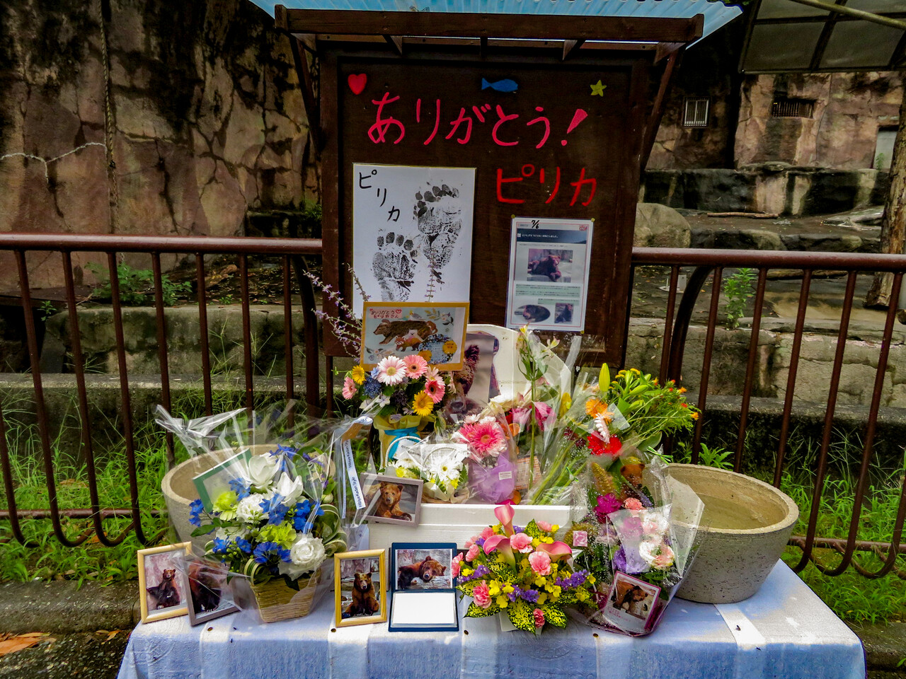 奇跡の終わり １ ピリカの訃報 浜松 ヒグマ 孤独と孤高の狭間 其処に羆