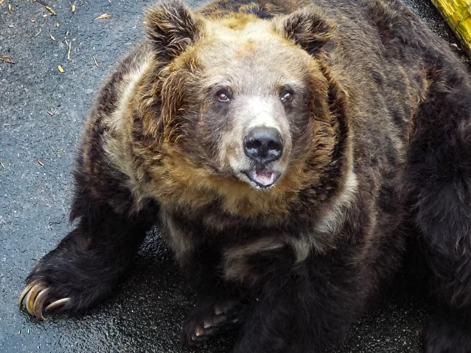 花子さんの声 阿仁くまくま園 18 秋 孤独と孤高の狭間 其処に羆