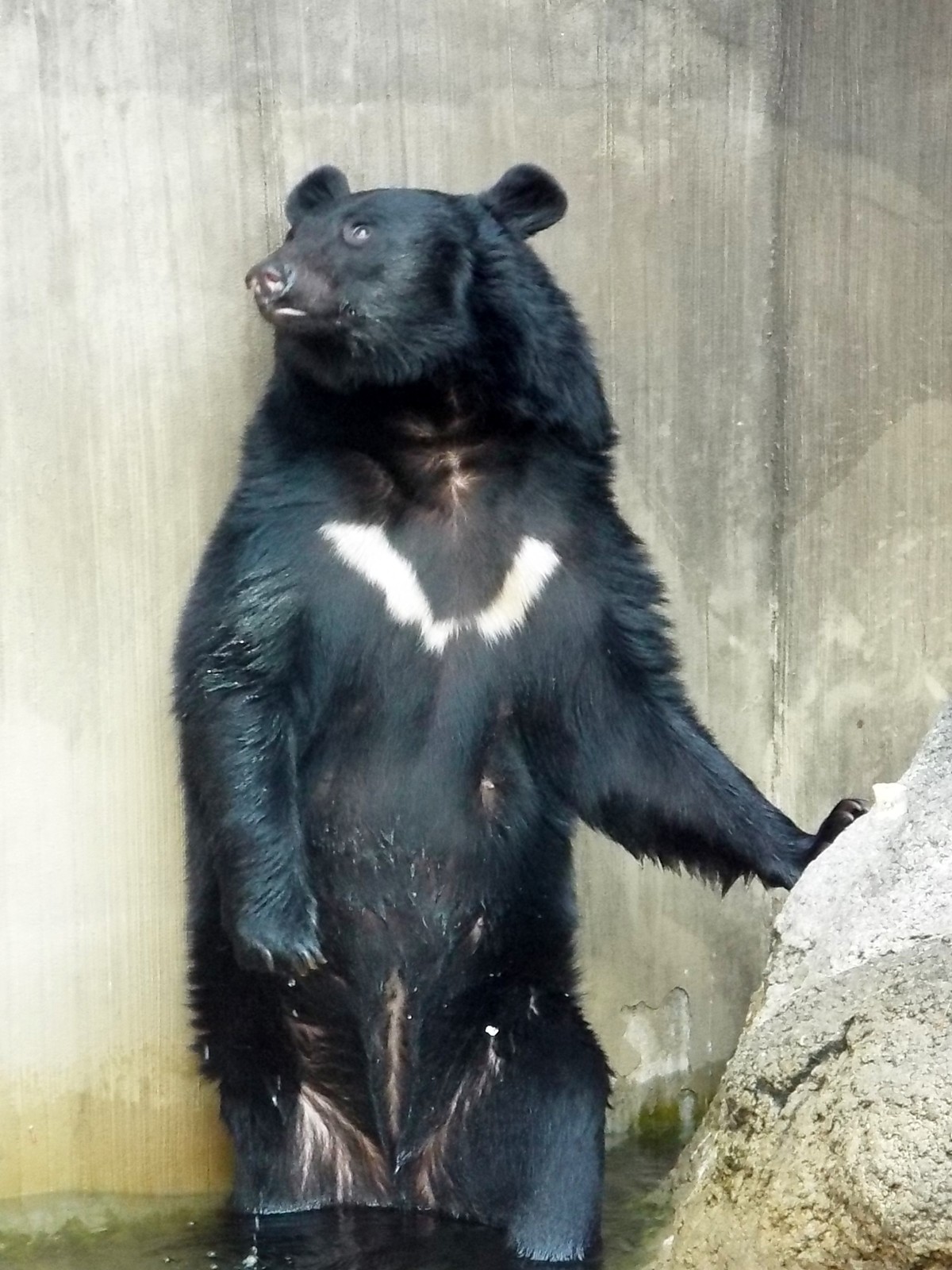 えっちゃん　熊の脂　２本 71V5Ipn4sgL._UF350,350_QL50_.jpg