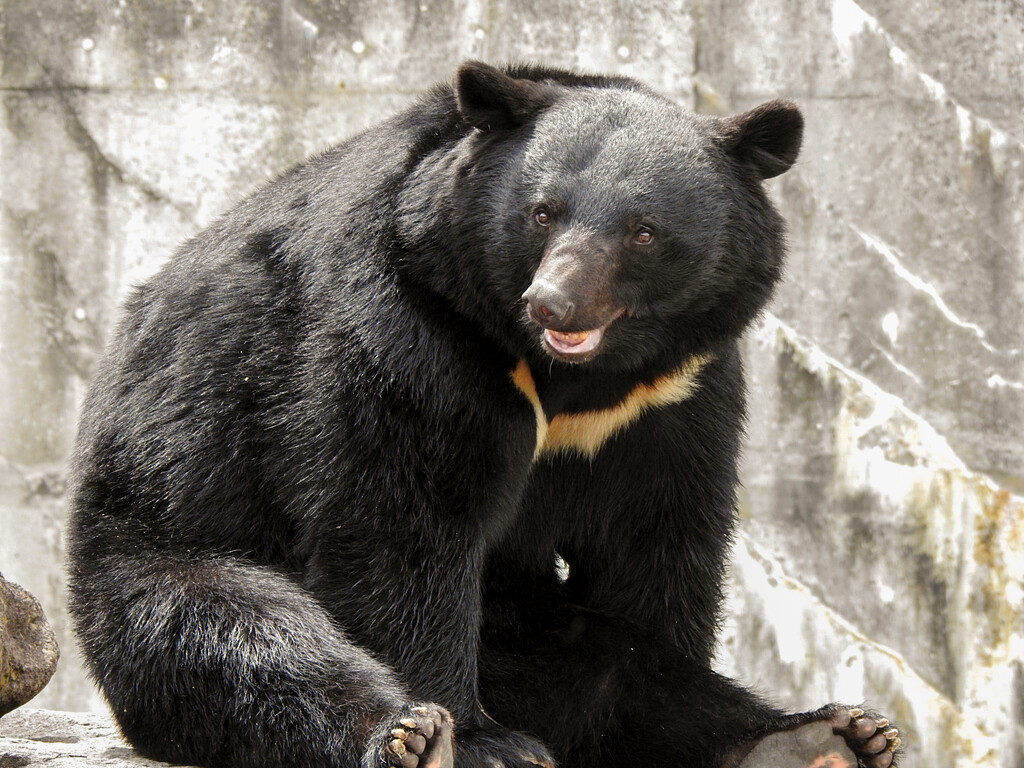 ツキノワ成獣たち ～2023年春 くまくま園～ : 孤独と孤高の狭間 其処に羆