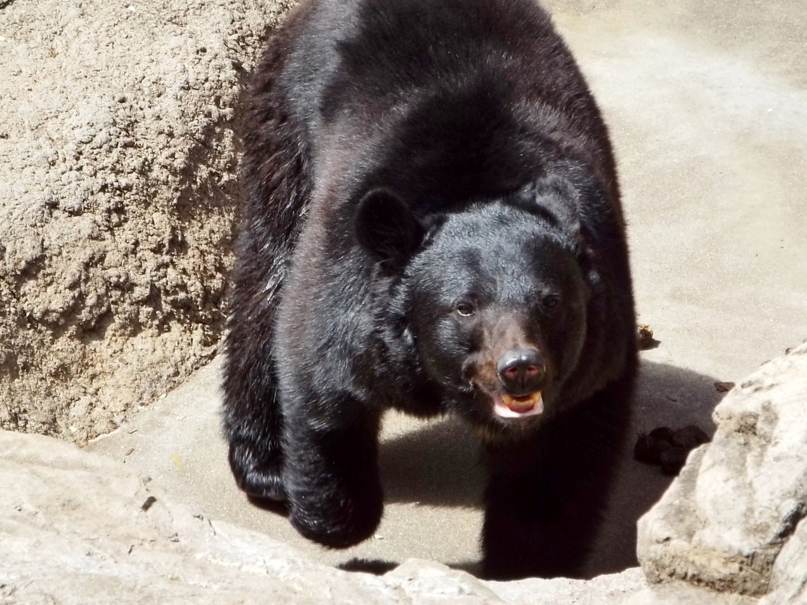 ウタちゃん、見上げる。 : 孤独と孤高の狭間 其処に羆