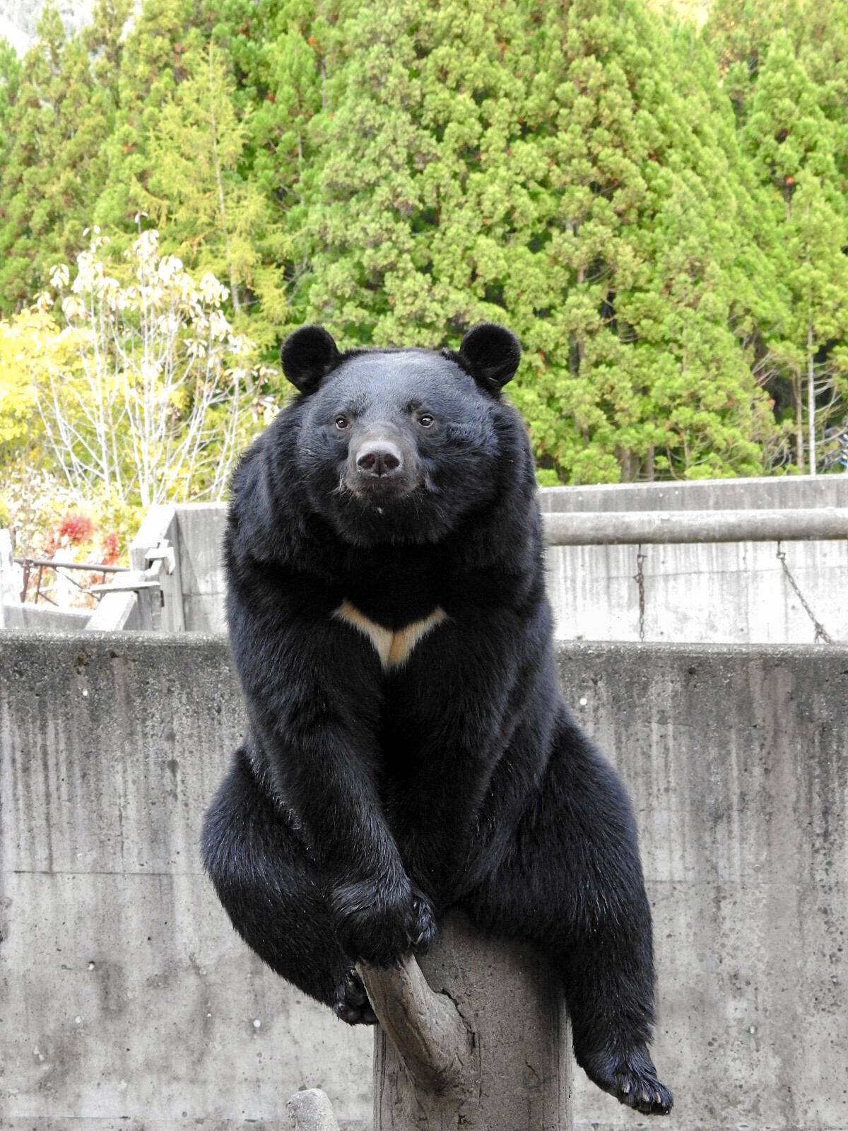 逢えた月の輪、逢えなかった月の輪 ～くまくま園 2020年秋～ : 孤独と