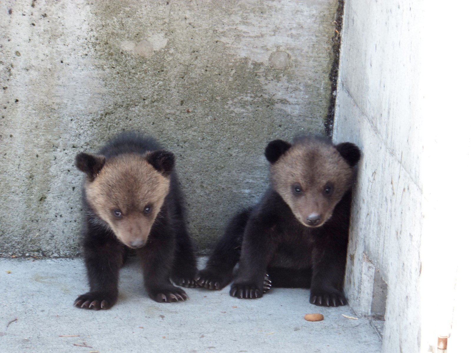 エゾヒグマの赤ちゃん ミルクタイム 孤独と孤高の狭間 其処に羆