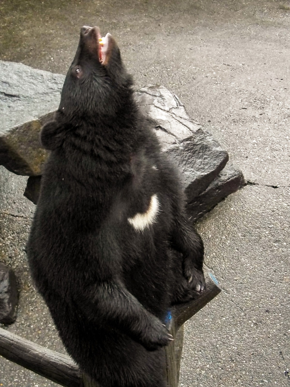 忙しない幼獣と穏やかな女性たち 阿仁くまくま園 18 秋 孤独と孤高の狭間 其処に羆