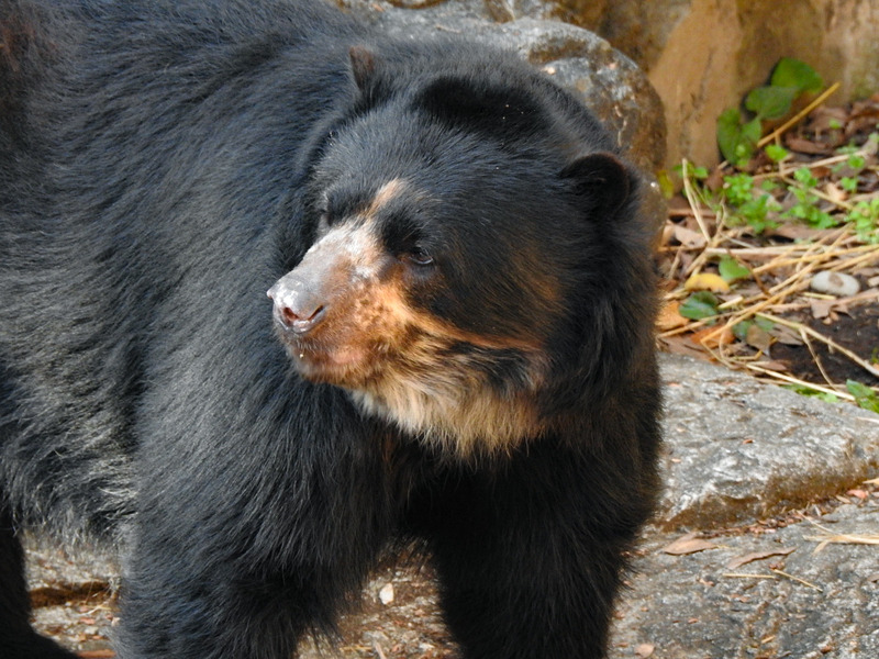 メガネグマ 孤独と孤高の狭間 其処に羆