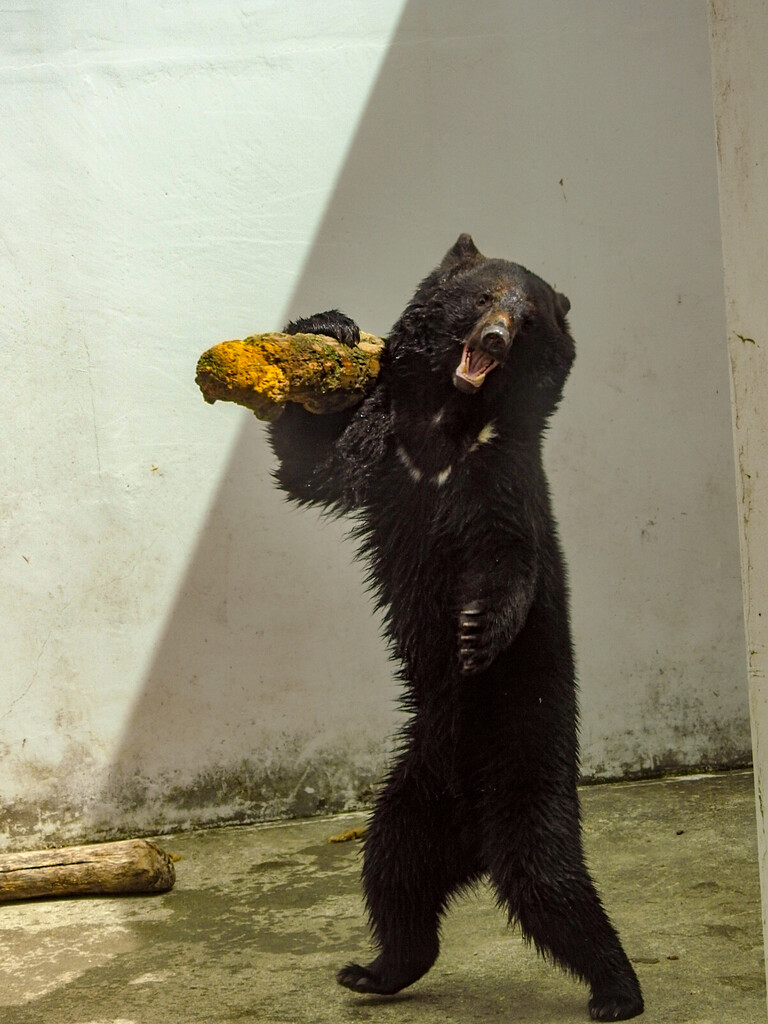 ツキノワ幼獣と亜成獣たち ～2023年春 くまくま園～ : 孤独と孤高の