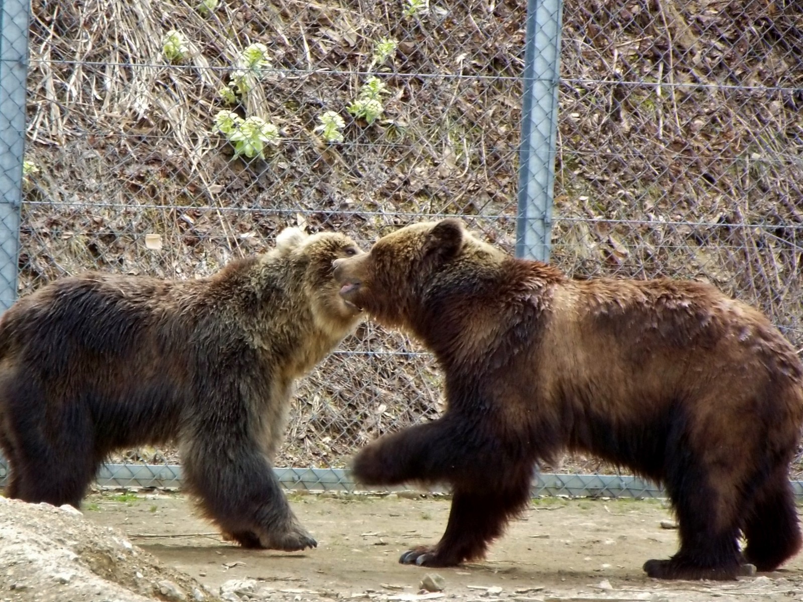 ヒグマ メスたちの日常 18春くまくま園 孤独と孤高の狭間 其処に羆