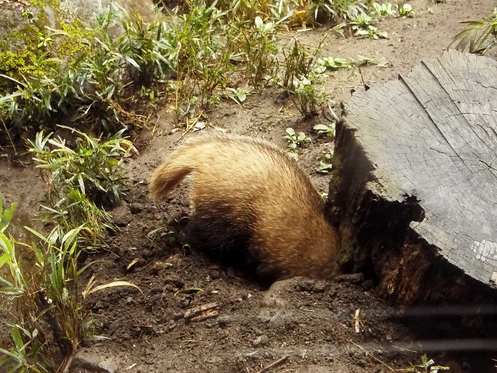 穴掘りと言えばアナグマでしょう 孤独と孤高の狭間 其処に羆 穴掘りと言えばアナグマでしょう 孤独と孤高の狭間 其処に羆