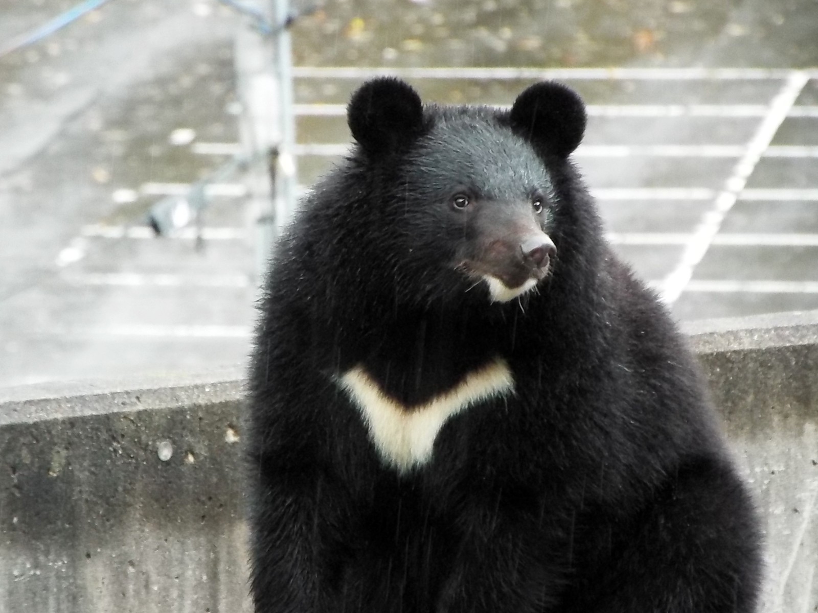 まんまる はる・つばさの生後9ヶ月 ～阿仁くまくま園 2018・秋
