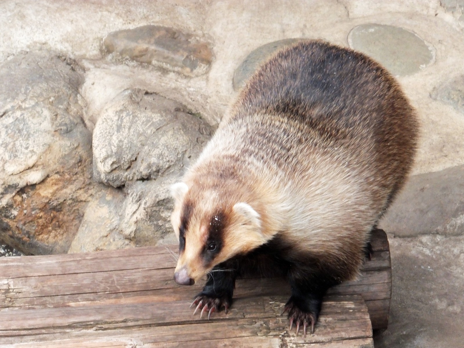 もこもこアナグマさん 孤独と孤高の狭間 其処に羆