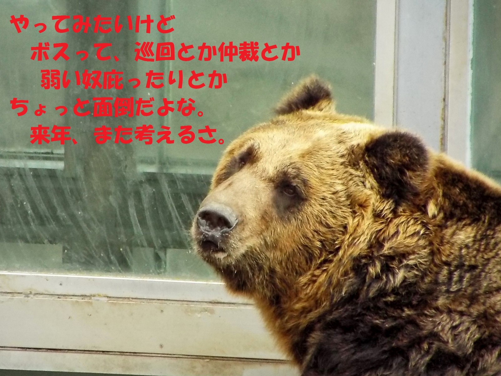 4期目の漢 ～ダイキチ たち～ : 孤独と孤高の狭間 其処に羆