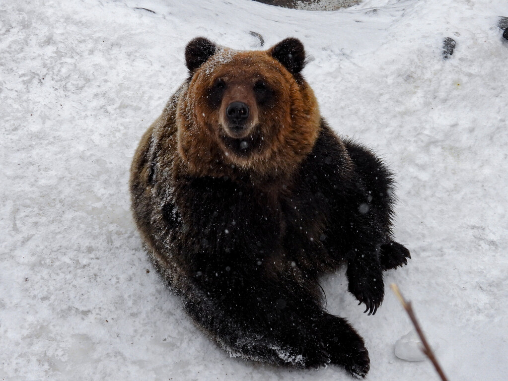 幼獣熊模様 ～2025年1月 のぼりべつ～ : 孤独と孤高の狭間 其処に羆