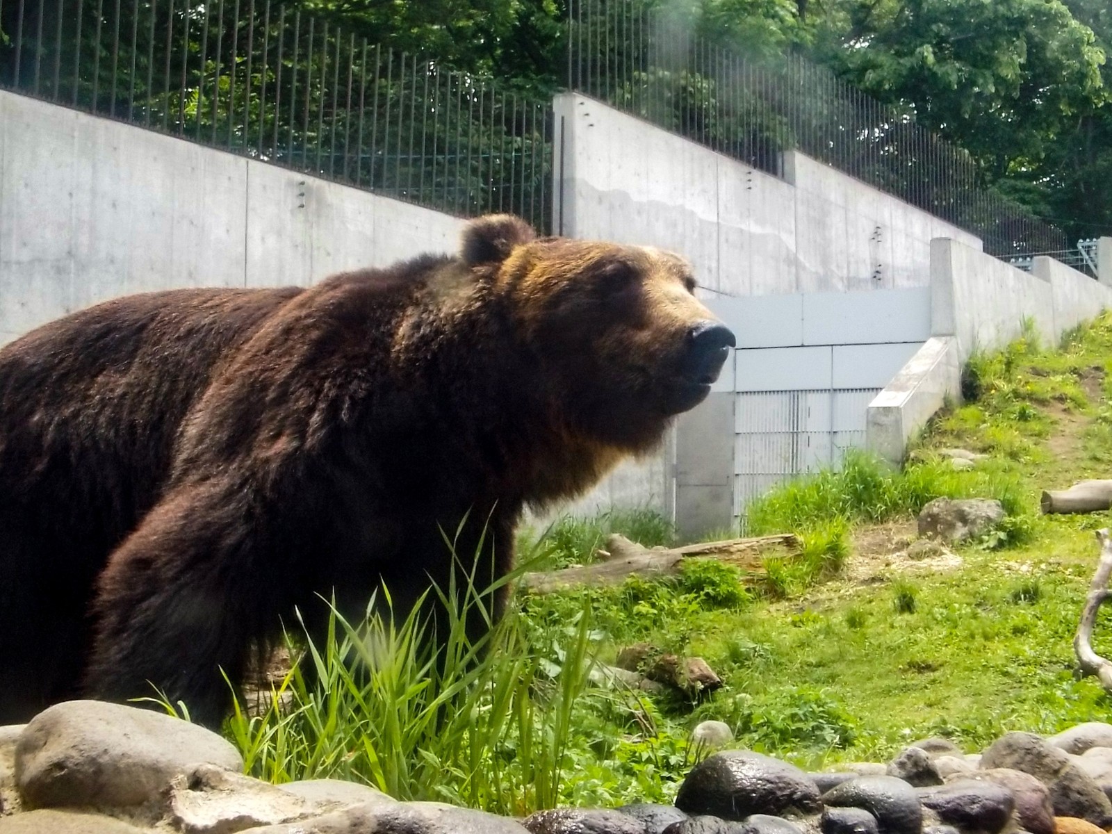 ホッキョクグマの2階からヒグマが見える 大 孤独と孤高の狭間 其処に羆