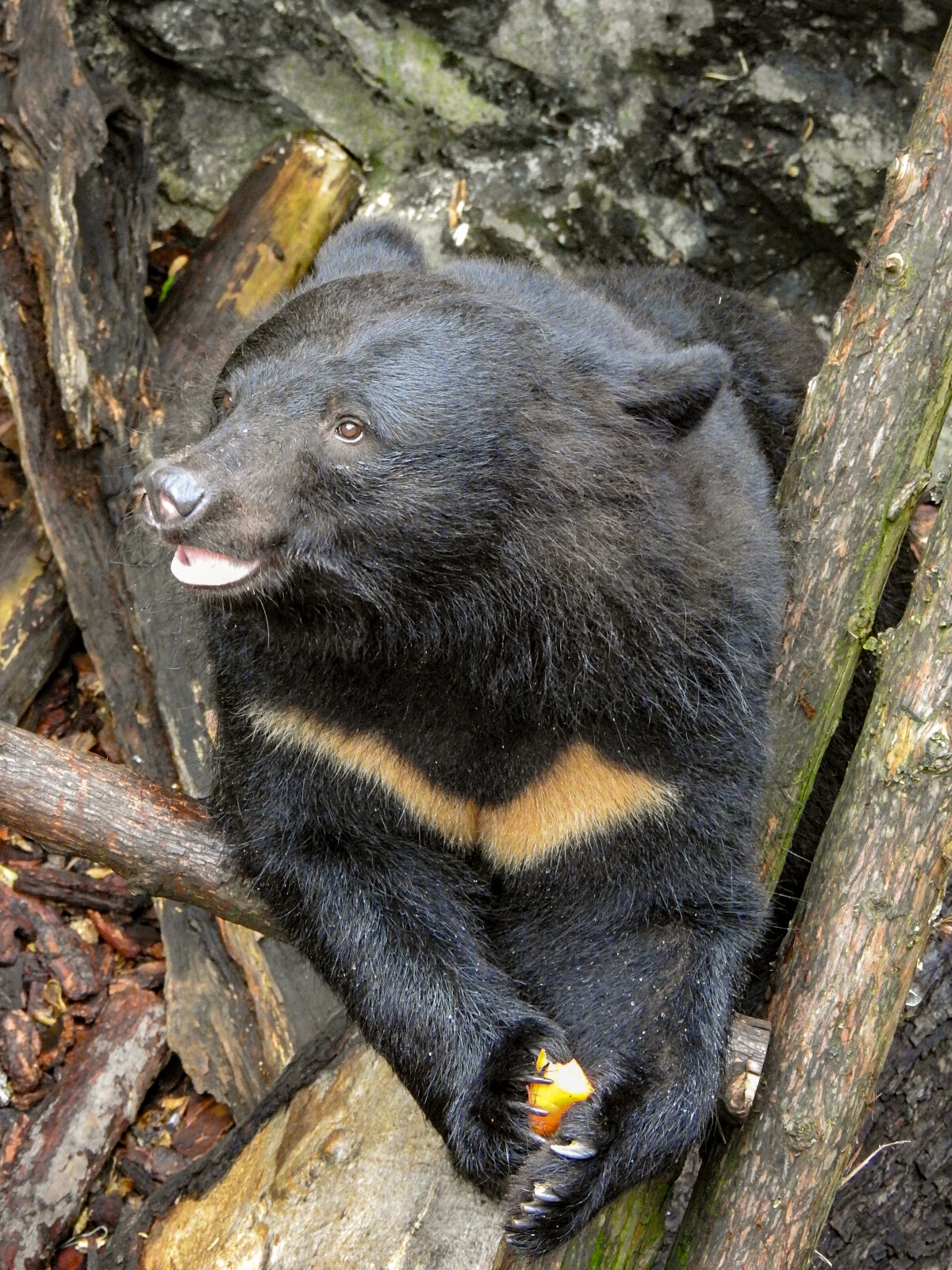月の輪熊 八幡平に生息する月の輪熊 写真素材 [6867878] - フォトライブラリー
