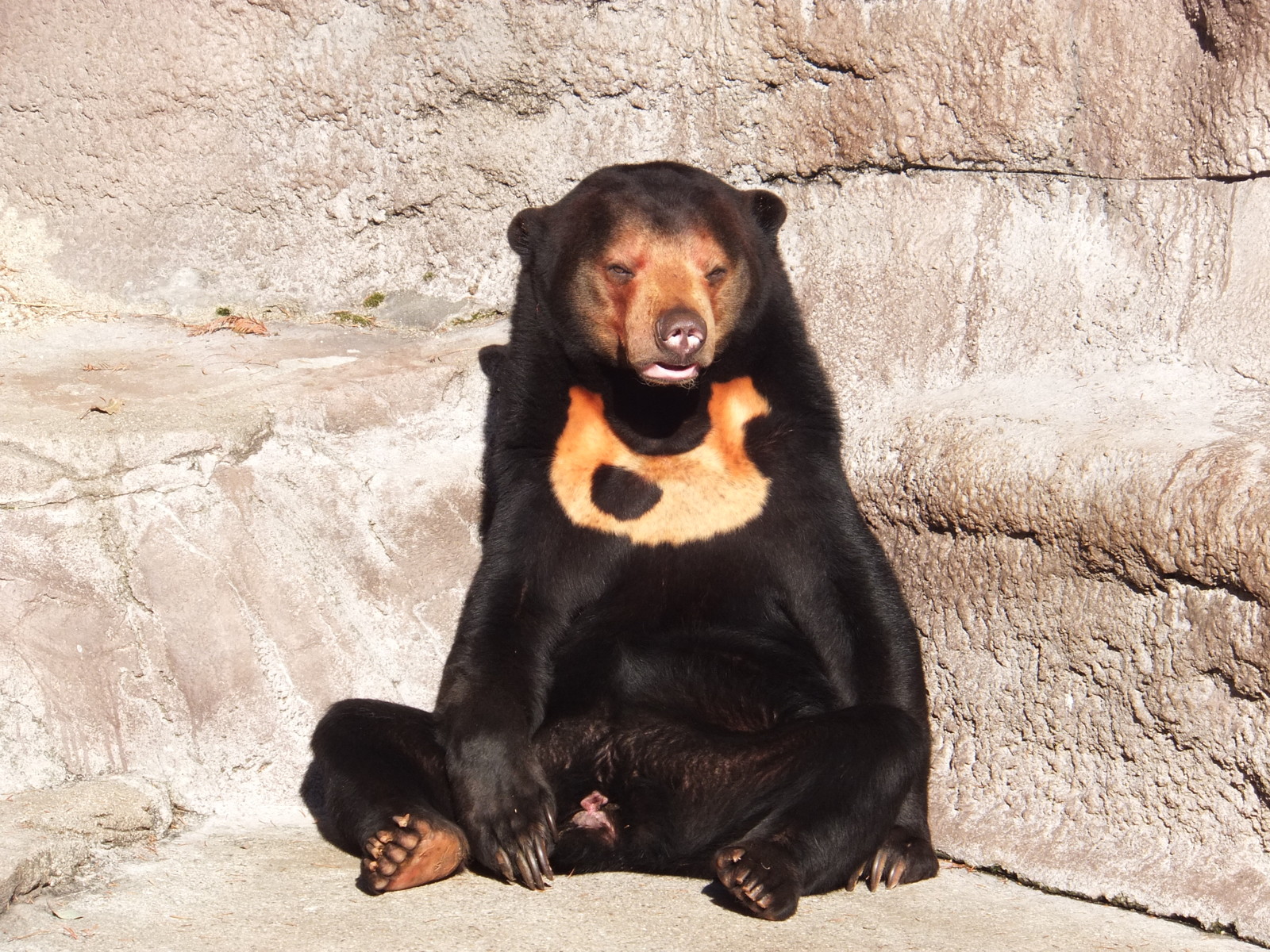 マーズのクマちゃん柄　レア マーズのクマちゃん柄 レア 小物