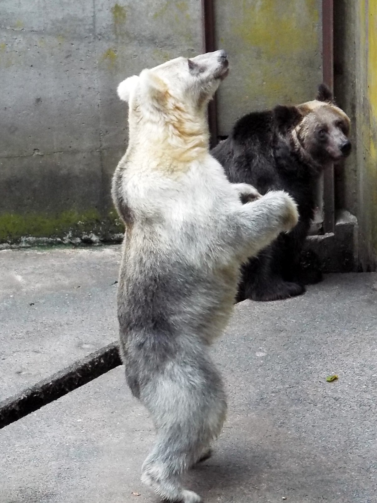 白雪ヨンちゃん 芦野公園のヒグマたち （4） : 孤独と孤高の狭間 其処に羆