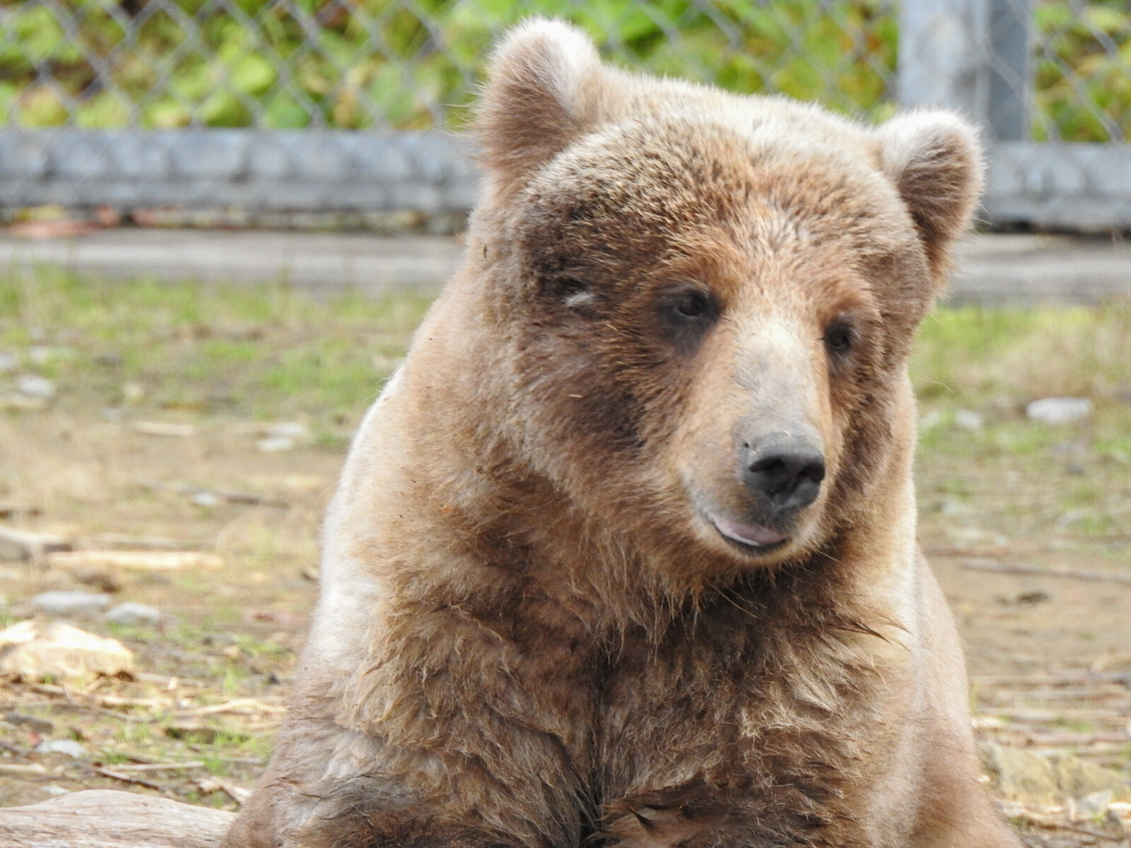 ケイコは可愛い 前編 くまくま園 年秋 孤独と孤高の狭間 其処に羆