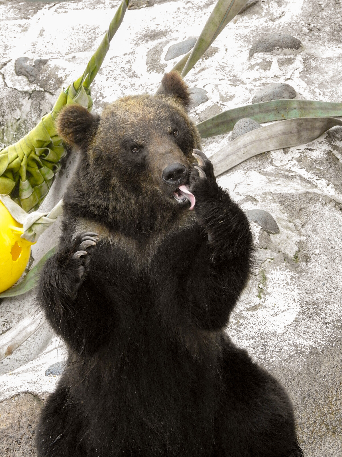 自称女王エリカと手下のコロン のぼりべつ 孤独と孤高の狭間 其処に羆