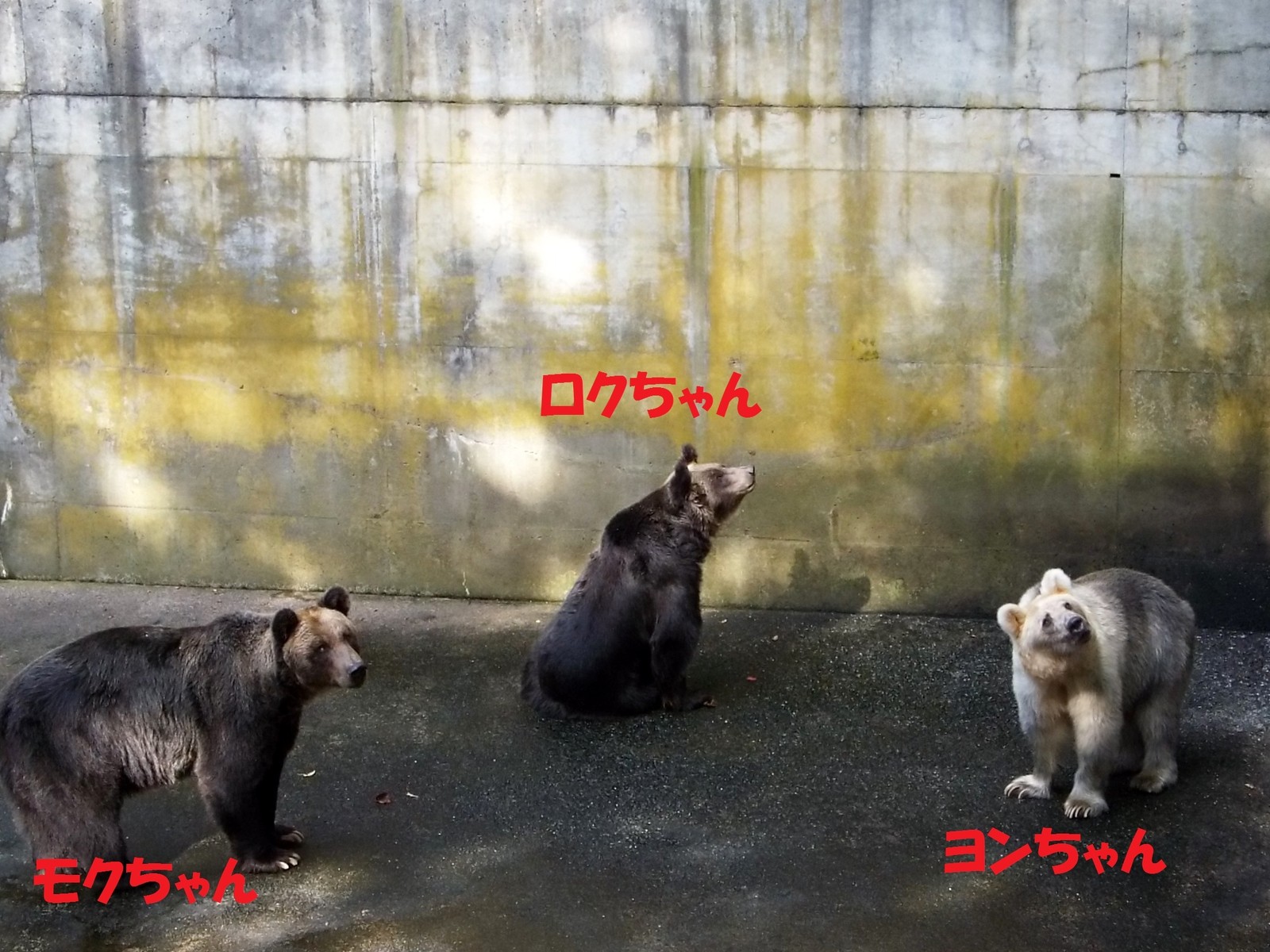 芦野公園のヒグマたち （1） : 孤独と孤高の狭間 其処に羆