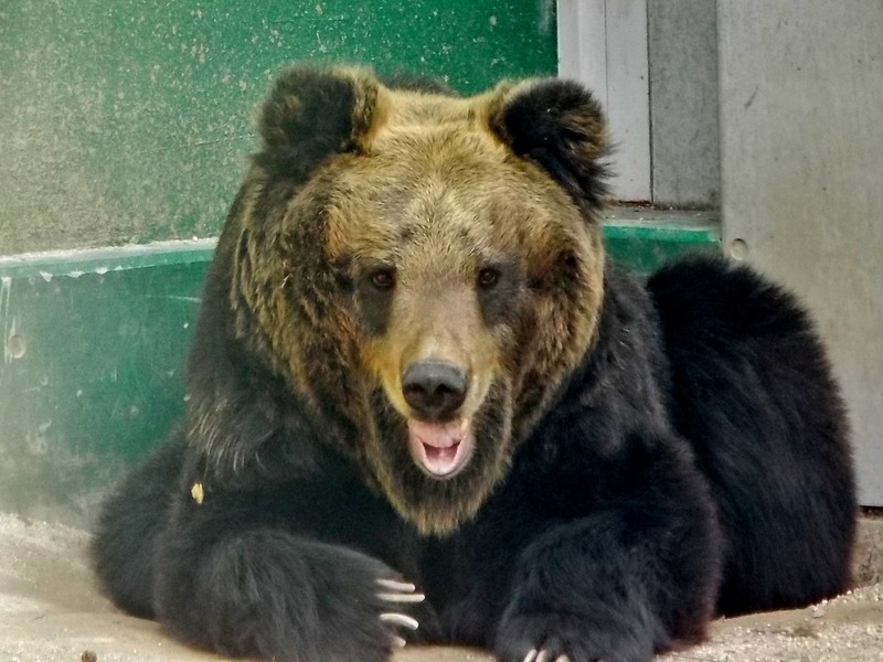 東武動物公園 孤独と孤高の狭間 其処に羆